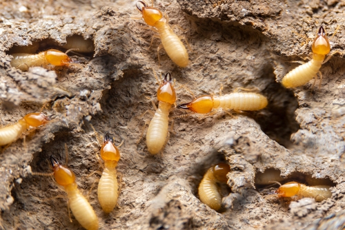 termites in guelph